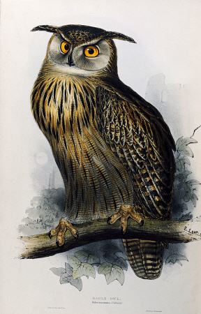 Eagle Owl, Lithographic Plate From ''The Birds Of Europe'' John Gould de 