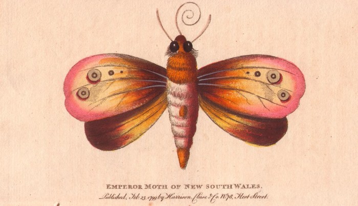 Emperor moth of New South Wales de 