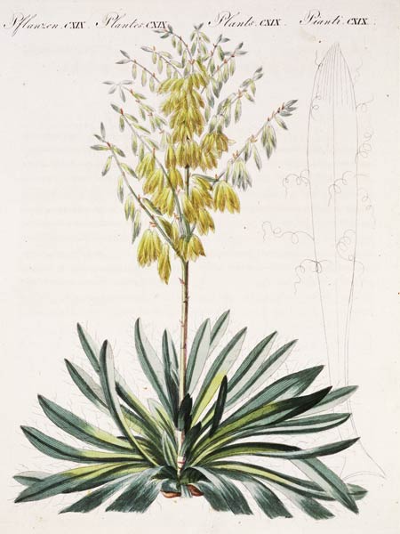 Fädentragende Yucca / aus Bertuch 1810 de 