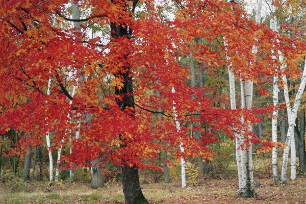 Fall Colors (photo)  de 