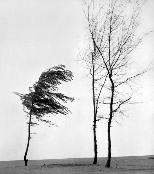 Form of tree (photo)  de 