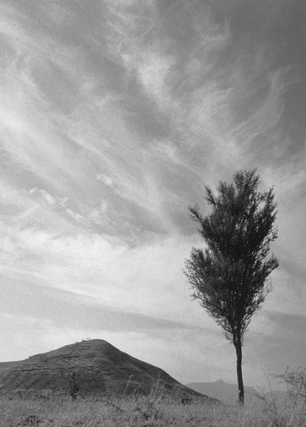 Form of tree and sand pattern (b/w photo)  de 