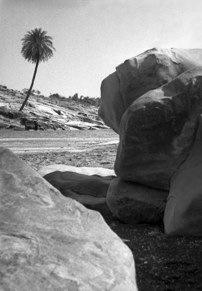 Form of tree and stone (b/w photo)  de 