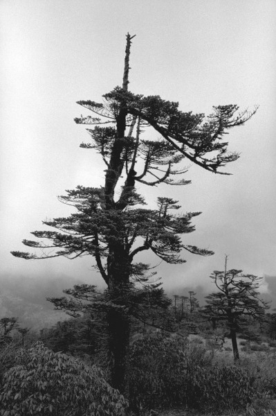 Form of tree (b/w photo)  de 