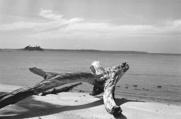 Form of tree trunk at beach (b/w photo)  de 