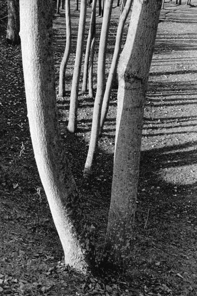 Form of tree trunk (b/w photo)  de 
