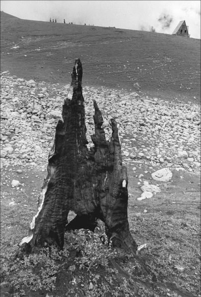 Form of tree trunk (b/w photo)  de 