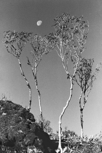 Form of trees (b/w photo)  de 
