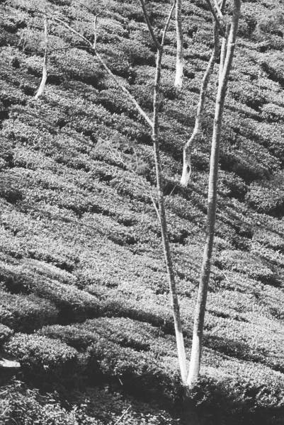 Form of trees in tea garden (b/w photo)  de 