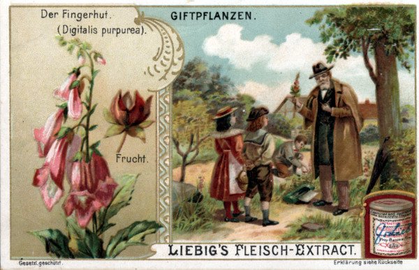 Foxglove / Liebig Card de 