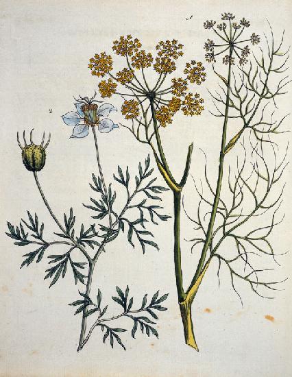 Fennel and Caraway / Bertuch 1796