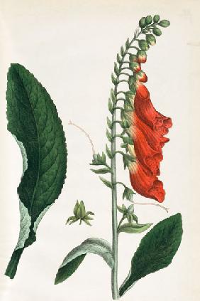 Foxglove / from Hochstetter