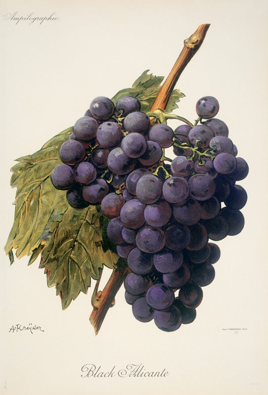 Grapes: Black Alicante de 
