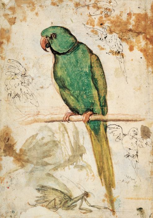 Green parrot and sketches of parrots and praying mantis de 