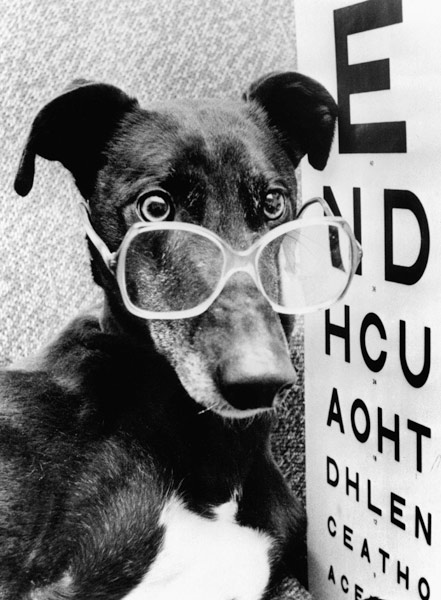 greyhound bitch wearing glasses de 