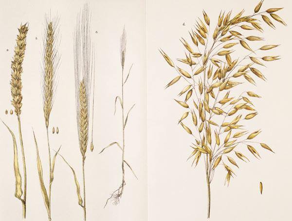 Grain / Col.Lithograph / 1891