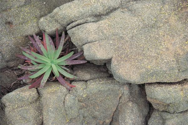 Hand Like Rock formation Sheltering wild succulent (photo)  de 
