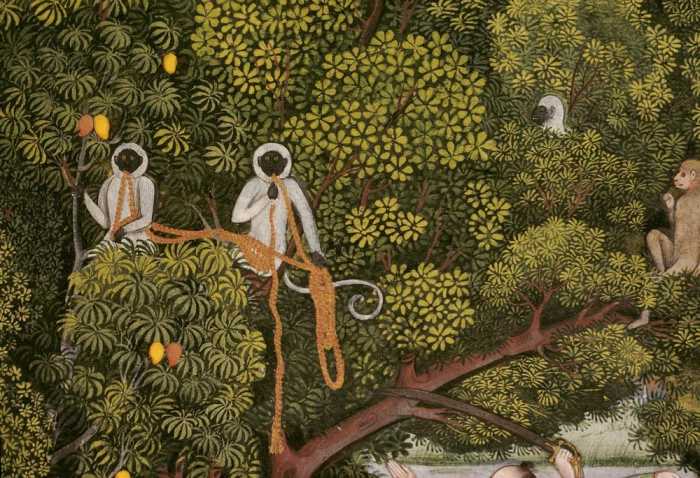 Hanuman-Languren im Geäst eines Mangobaumes.Ausschnitt aus einer Miniatur mit Darstellung einer Jagd de 