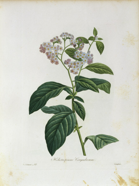 Heliotropium Corymbosum / Redouté de 