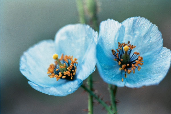 Himalayan Blue Poppy (Meconopsis aculeata) (photo)  de 