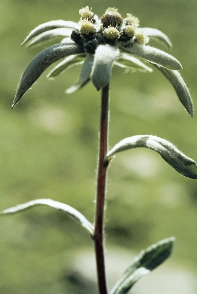 Himalayan Edelweiss (Leontopodium himalayanum) (photo)  de 