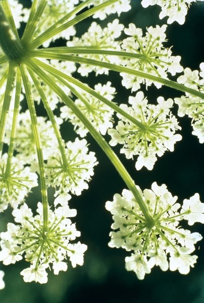 Himalayan Hogweed Cowparsnip (Heracleum candicans) (photo)  de 
