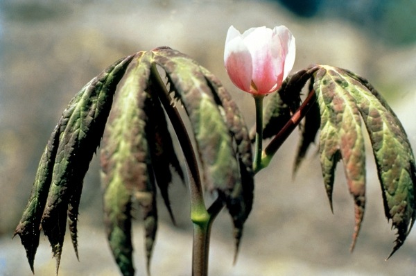 Himalayan Mayapple Latin (Podophyllum hexandrum) (photo)  de 