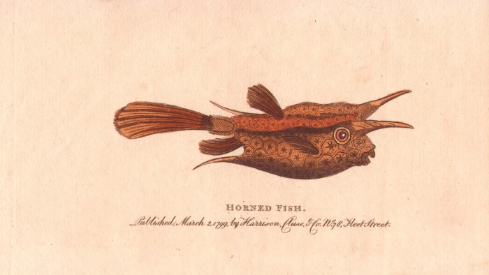 Horned fish or longhorn cowfish de 