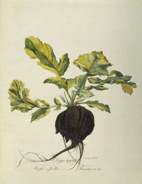 Horseradish, Règne Végétal / Gouache de 