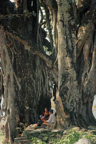 Huge pipal Ficus religiosa and banyan Ficus (photo)  de 