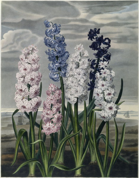 Hyacinths / Aquatint / c.1820 de 
