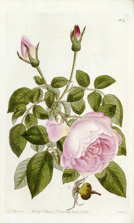 Illustration From The Botanical Register, Sydenham Teast Edwards 1769?-1819 & John Lindley 1799-1865 de 