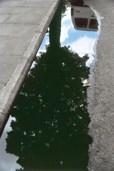 Inverted tree in roadside pool of water (photo)  de 
