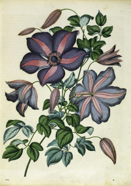 Italian Leather Flower / Lithograph de 