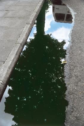 Inverted tree in roadside pool of water (photo) 