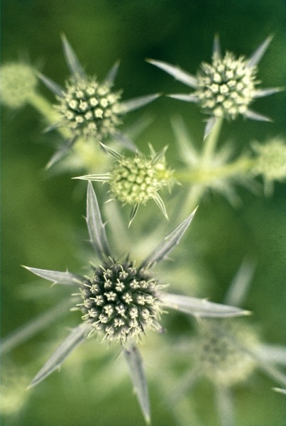 Kashmir Eryngo (Eryngium biebersteinianum) (photo)  de 
