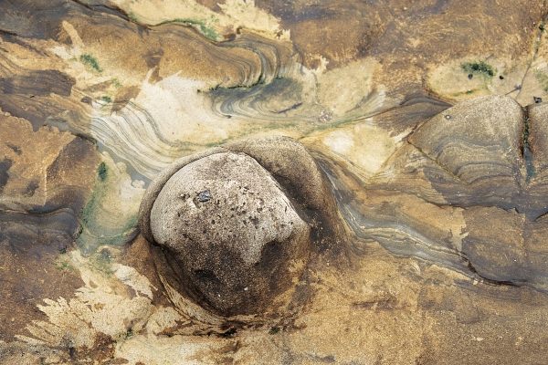 Kelp and colored rock (photo)  de 