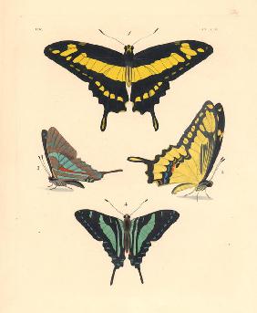 King swallowtail butterfly
