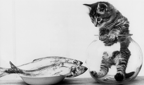 Kitten in an aquarium looking at fishes in a plate de 