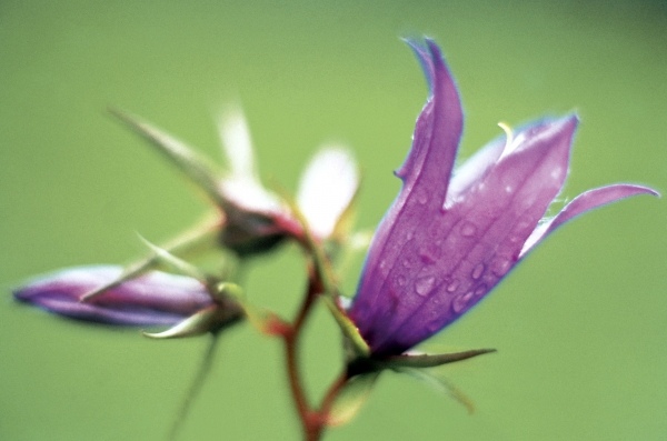 Large Bell Flower (Campanula latifolia) (photo)  de 
