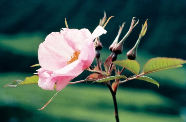 Large-Leaved Rose (Rosa macrophylla) (photo)  de 
