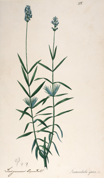 Lavender / Feather lithograph 1820 de 