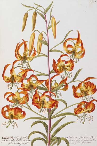 Lilium From ''Plantae Selectae'' de 