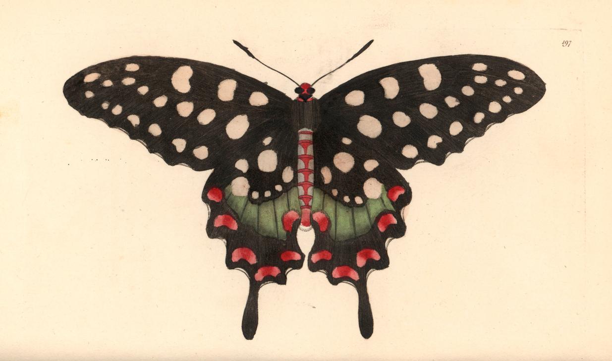 Madagascar giant swallowtail butterfly, Pharmacophagus antenor. Illustration unsigned (George Shaw a de 