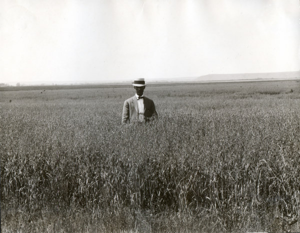 Man in oat field / South Dakota / Photo de 