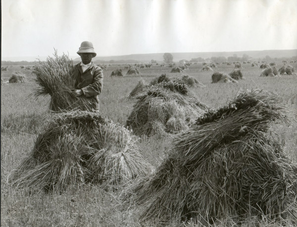 Man in wheat field / Oregon / Photo 1910 de 