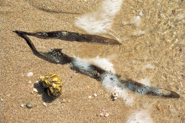 Marine algae and shell, Porbandar (photo)  de 