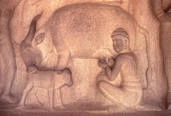 Milking the Cow, Krishnmandapam, 5th century (carved granite)  de 