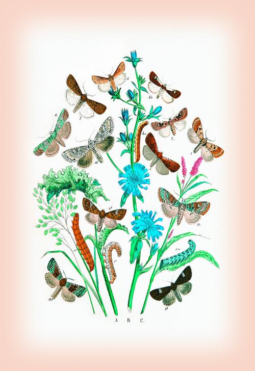 Moths: Agrotis Segetum de 