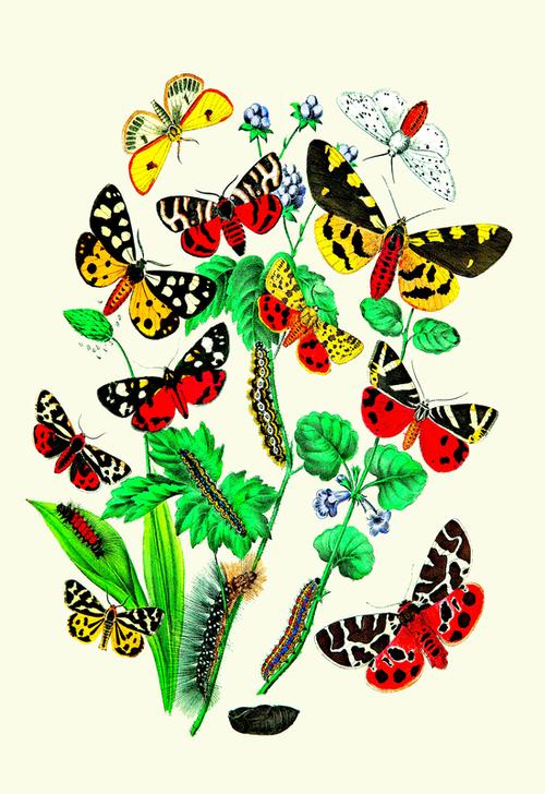 Moths: N. Plantaginis de 